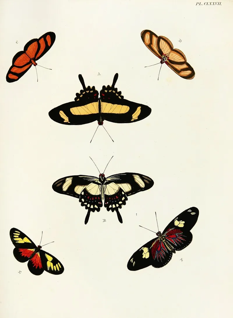 Foreign Butterflies Occurring In The Three Continents Asia Africa And America Pl 424 by Pieter Cramer - Canvas Print