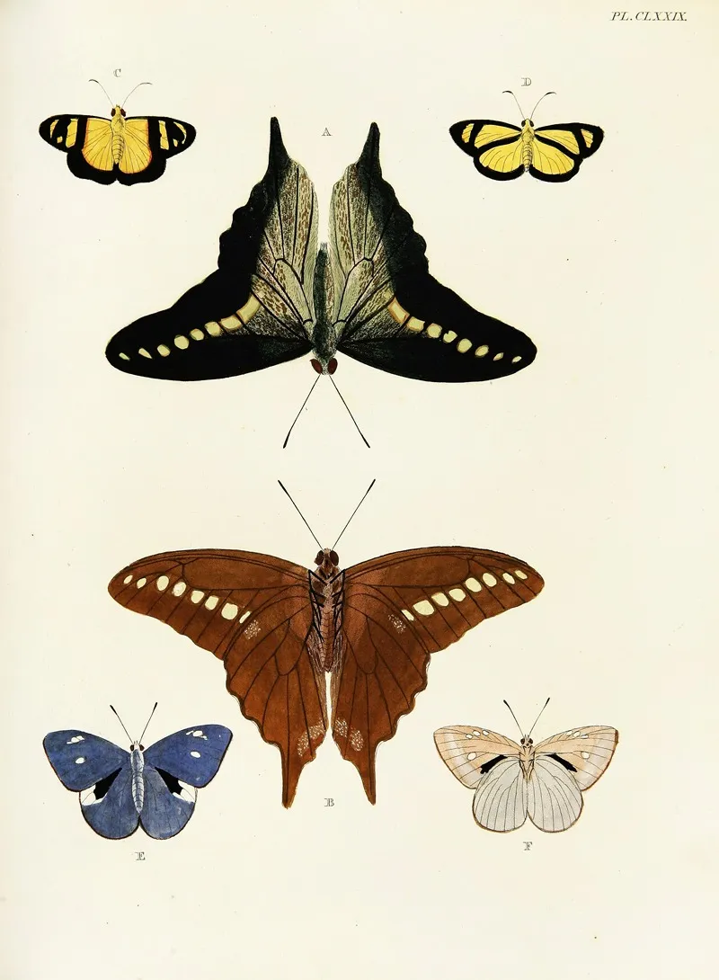 Foreign Butterflies Occurring In The Three Continents Asia Africa And America Pl 426 by Pieter Cramer - Canvas Print