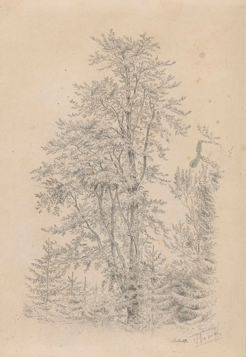 Forest Fragment With A Deciduous Tree In The Foreground