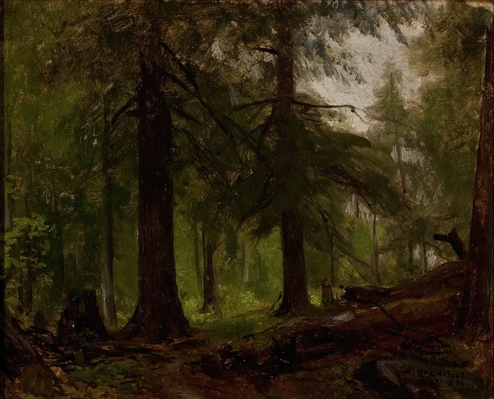 Forest Interior 3