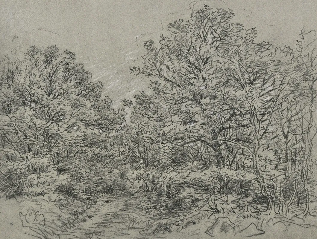 Forest Section 3