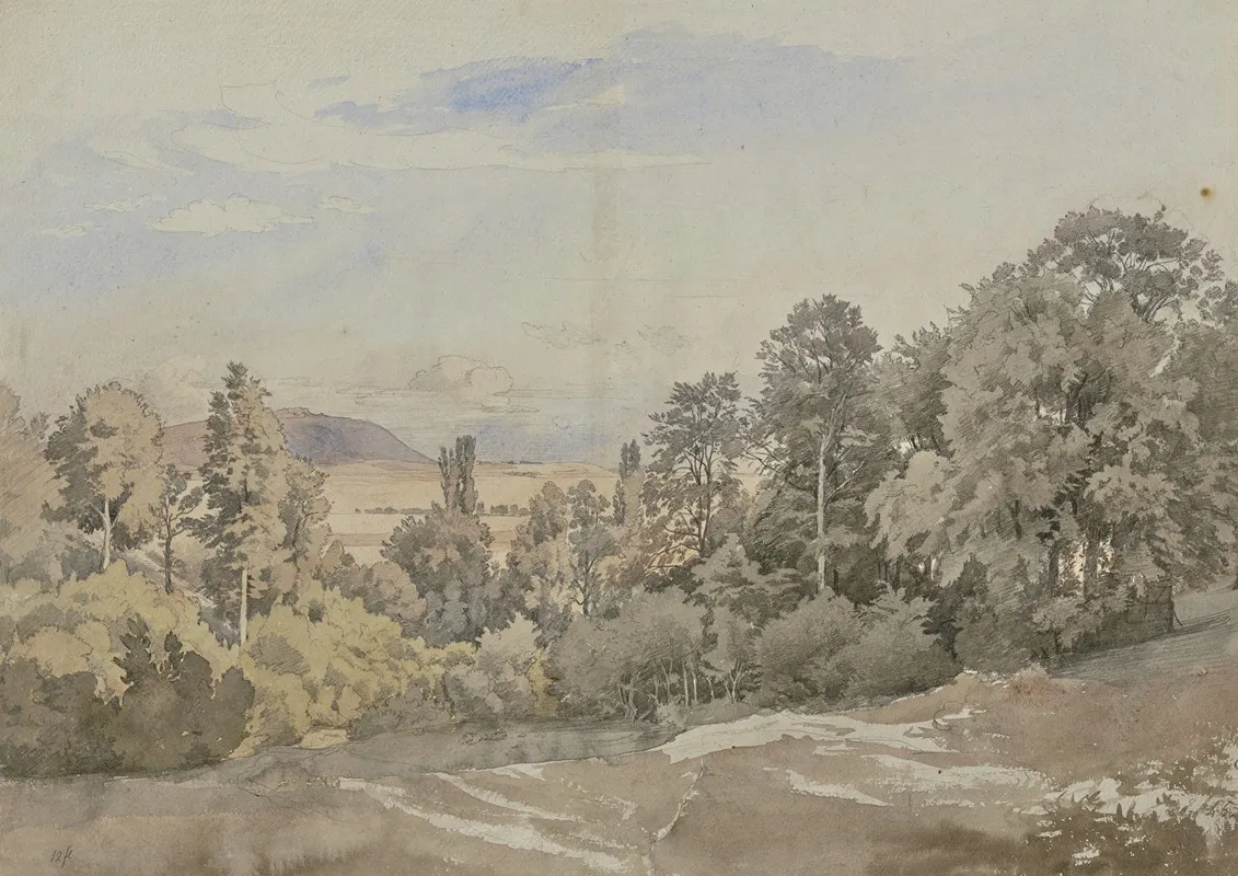 Forest With Distant View