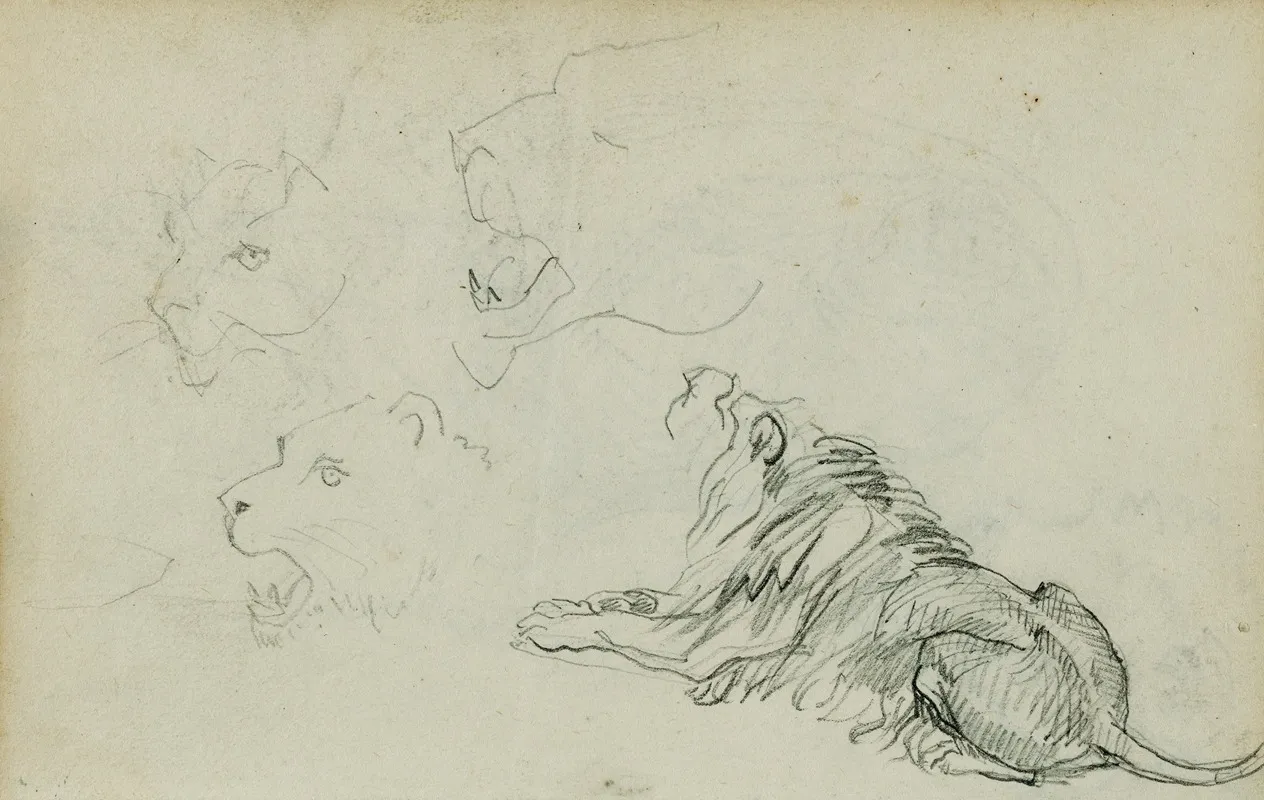 Four Lion Studies