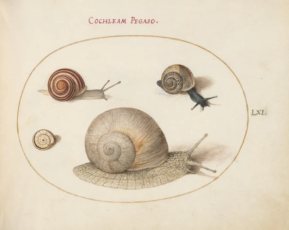 Four Snails