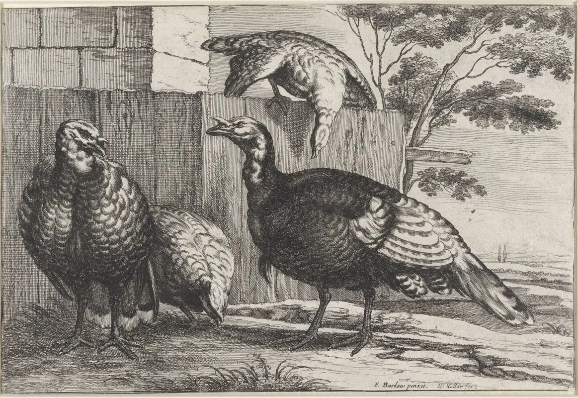 Four Turkeys By A Fence