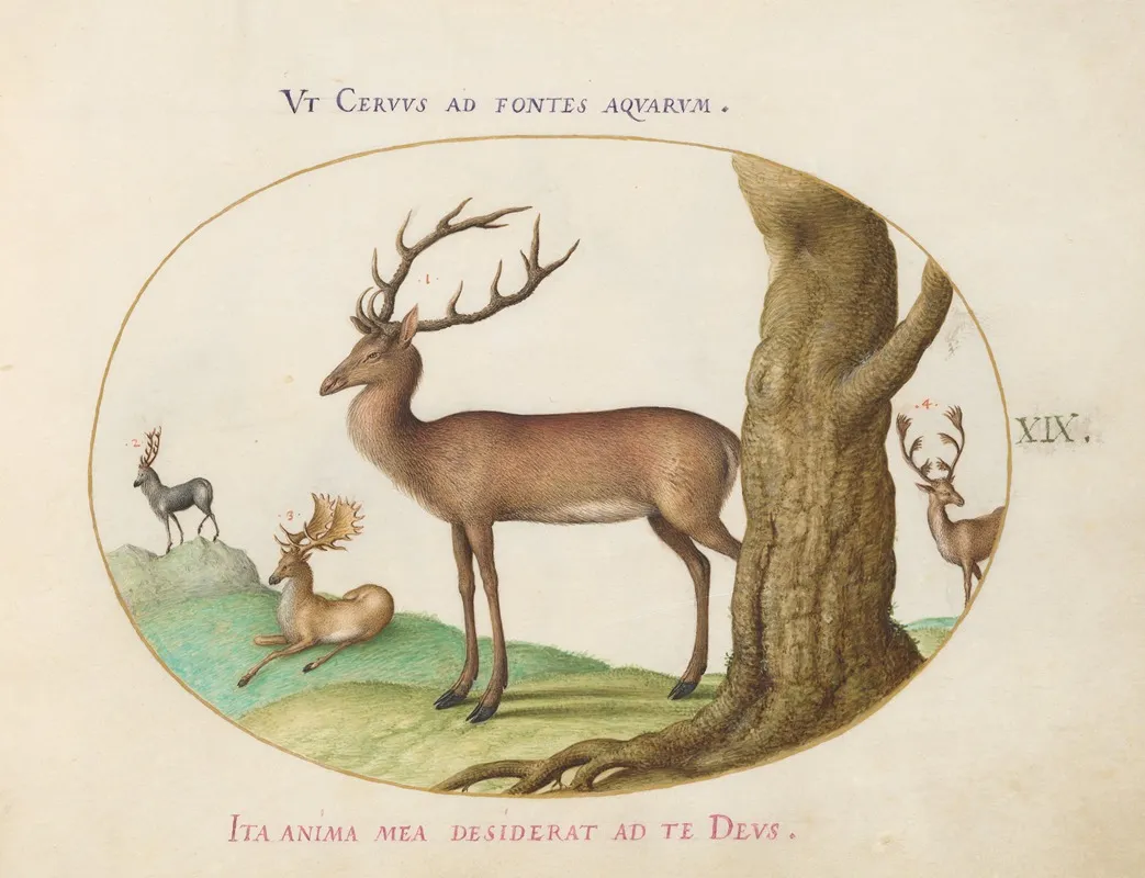 Four Types Of Stags