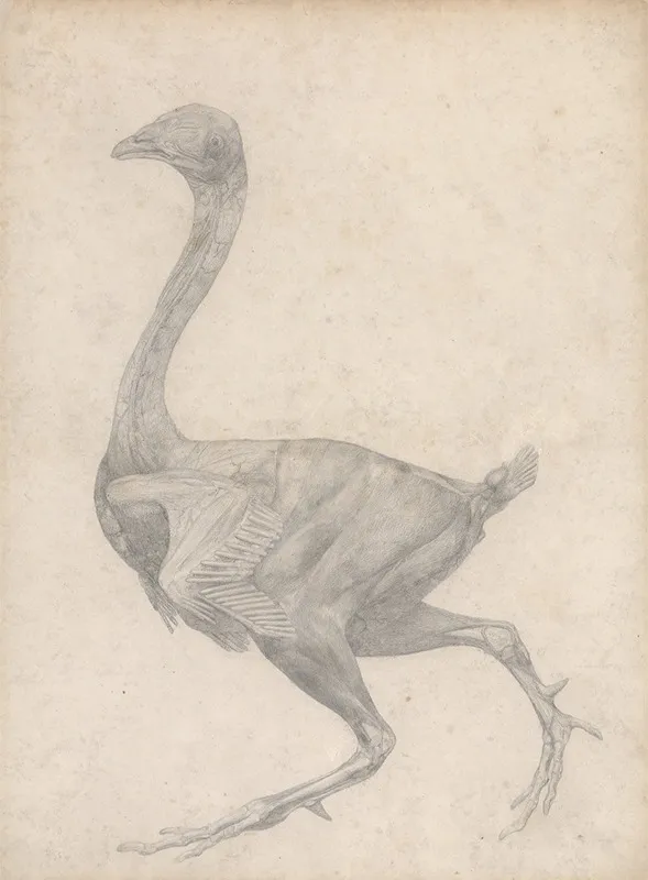 Fowl Lateral View With Skin And Underlying Fascial Layers Removed by George Stubbs - Canvas Print