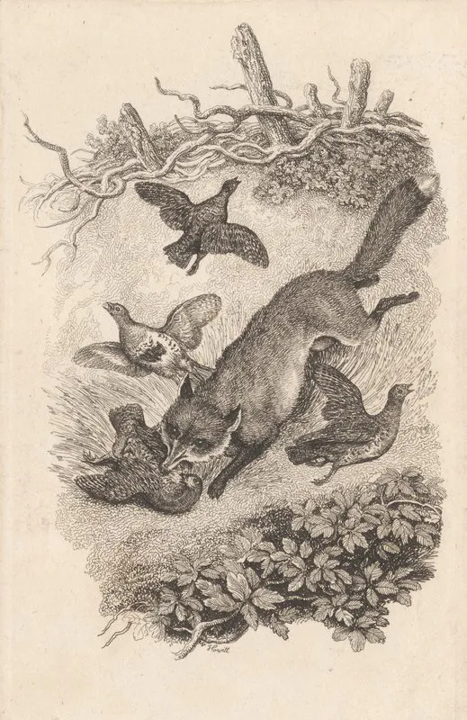 Fox And Partridges