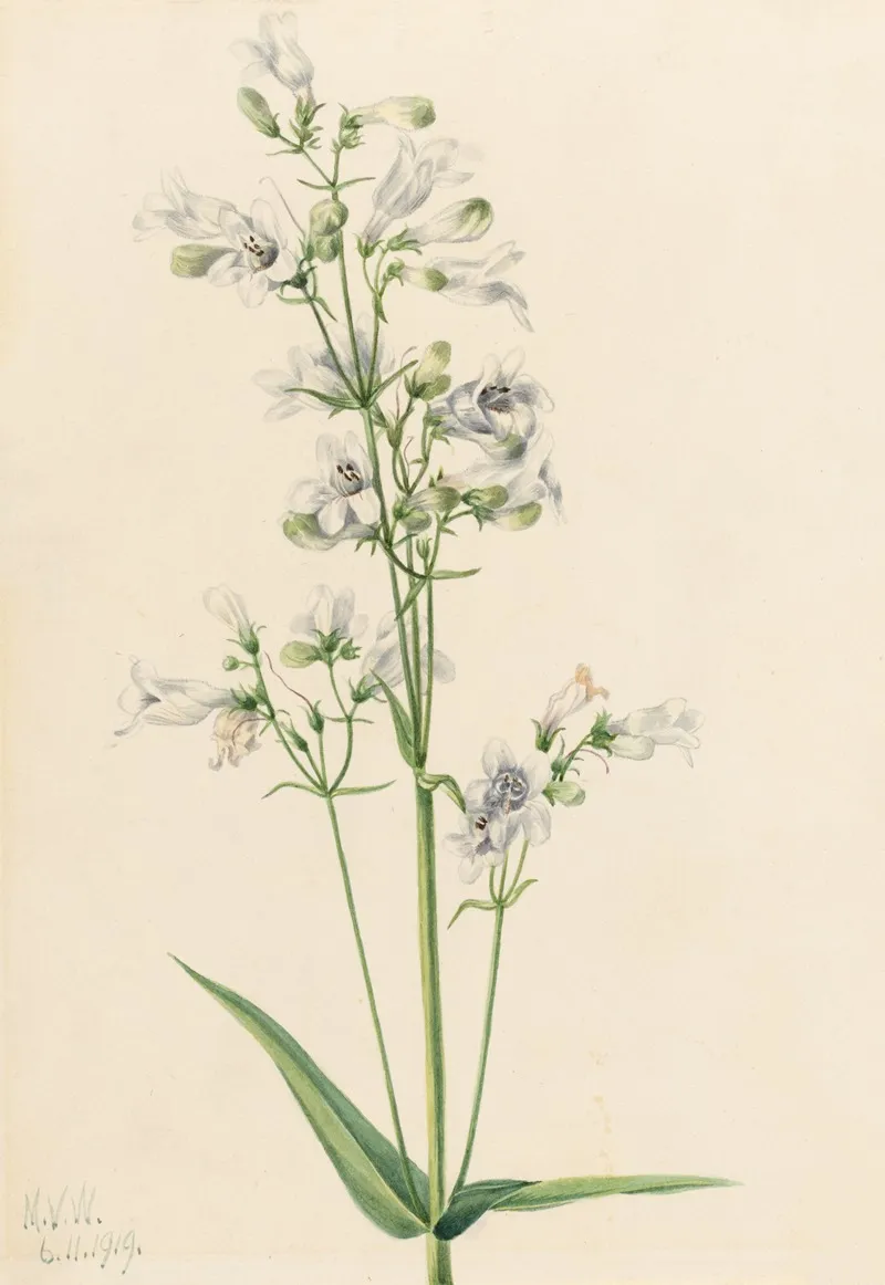 Foxglove Pentstemon Pentstemon Digitalis 2