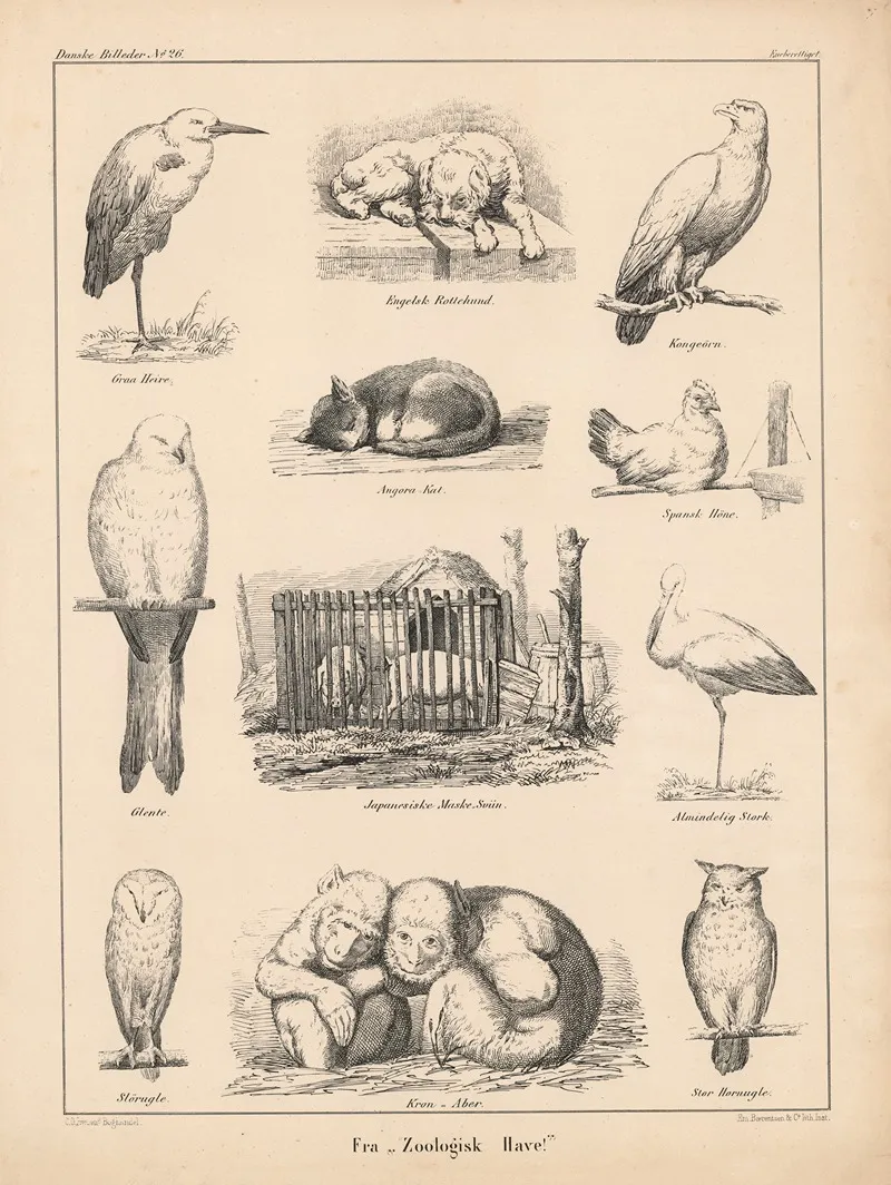 Fra Zoologisk Have by Emil Bærentzen - Canvas Print