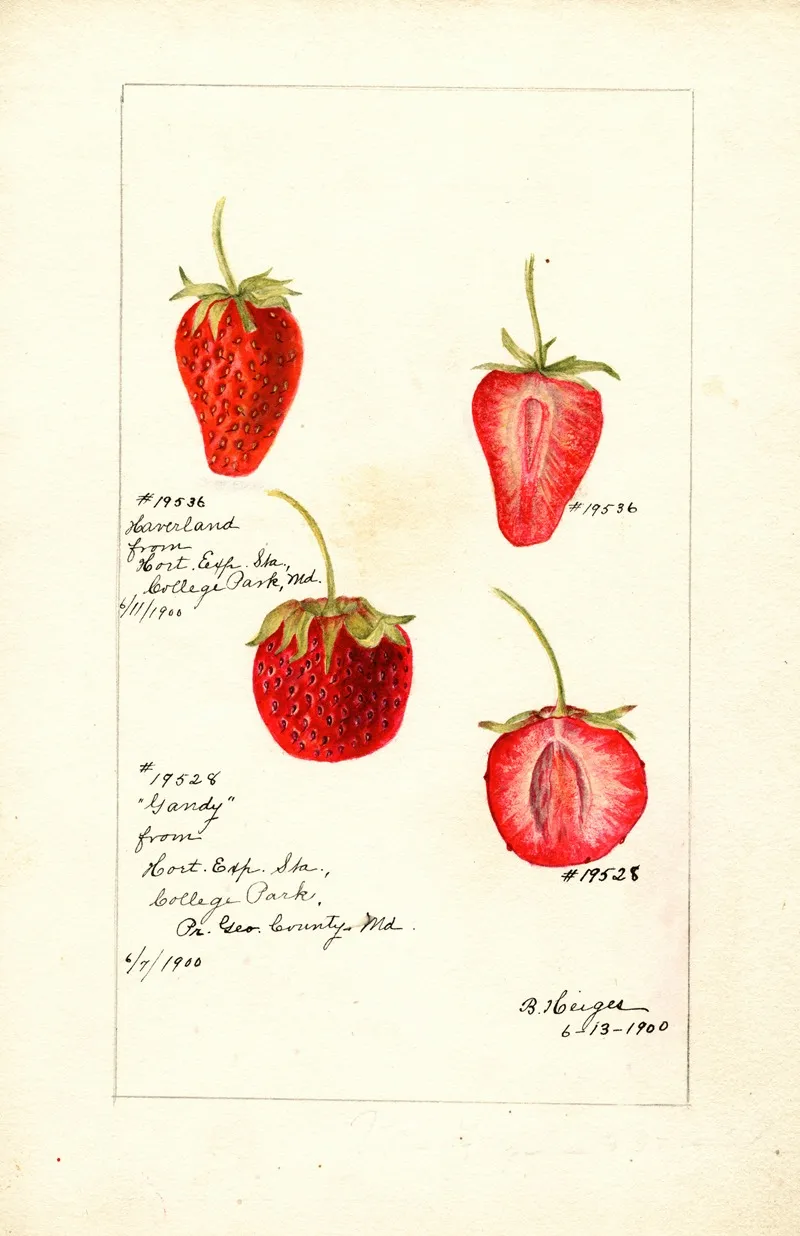 Fragaria 2 by Bertha Heiges - Canvas Print