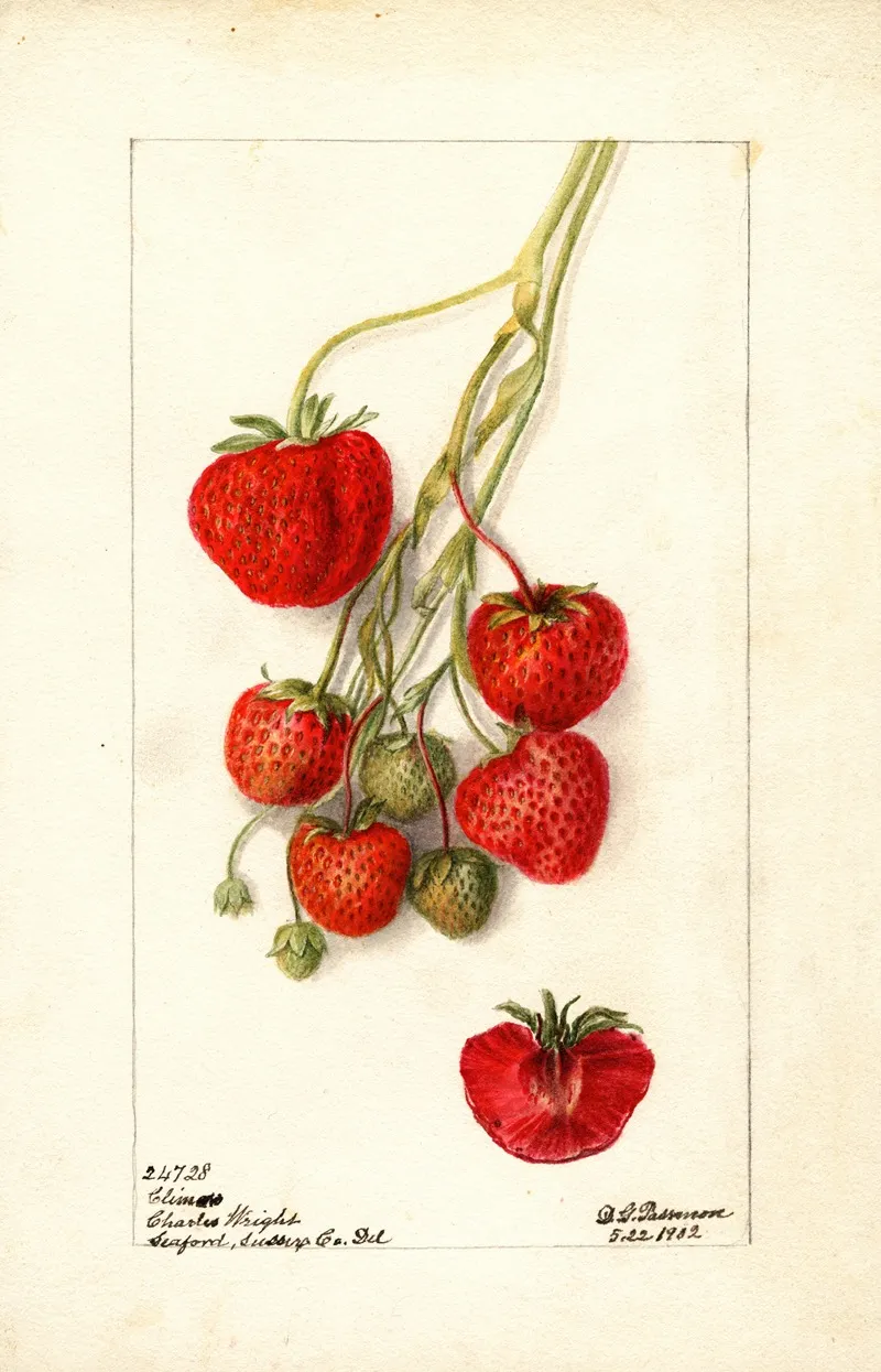 Fragaria Climan by Deborah Griscom Passmore - Canvas Print