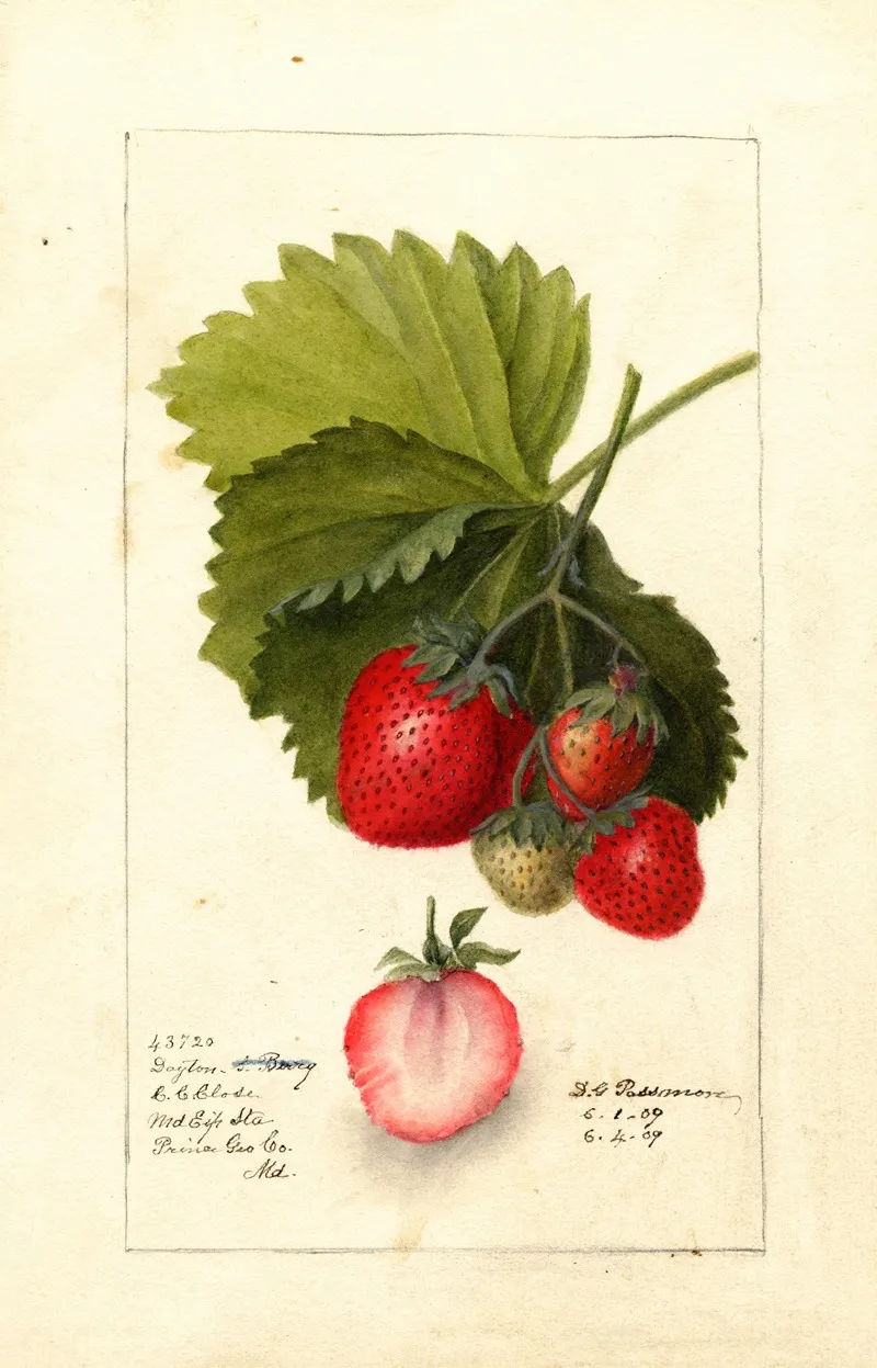 Fragaria Dayton