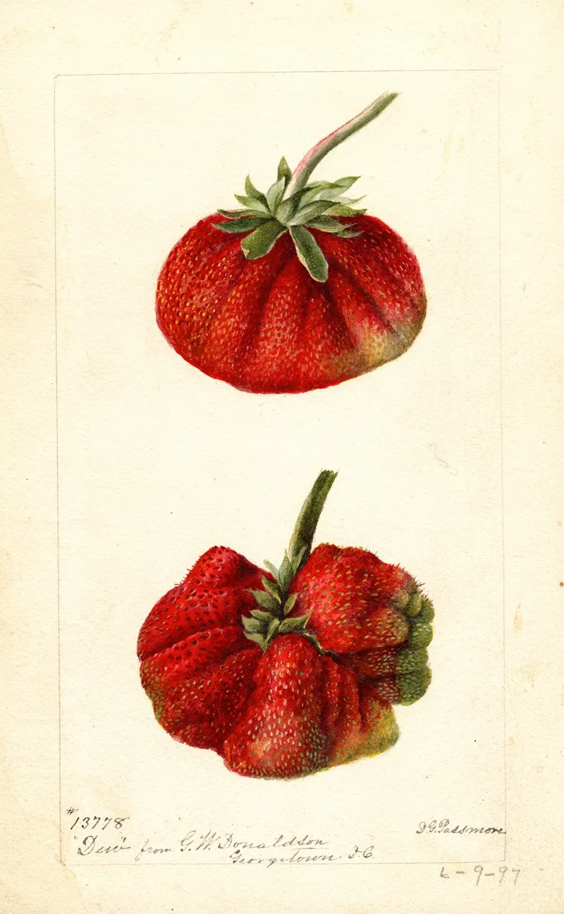 Fragaria Dew by Deborah Griscom Passmore - Canvas Print