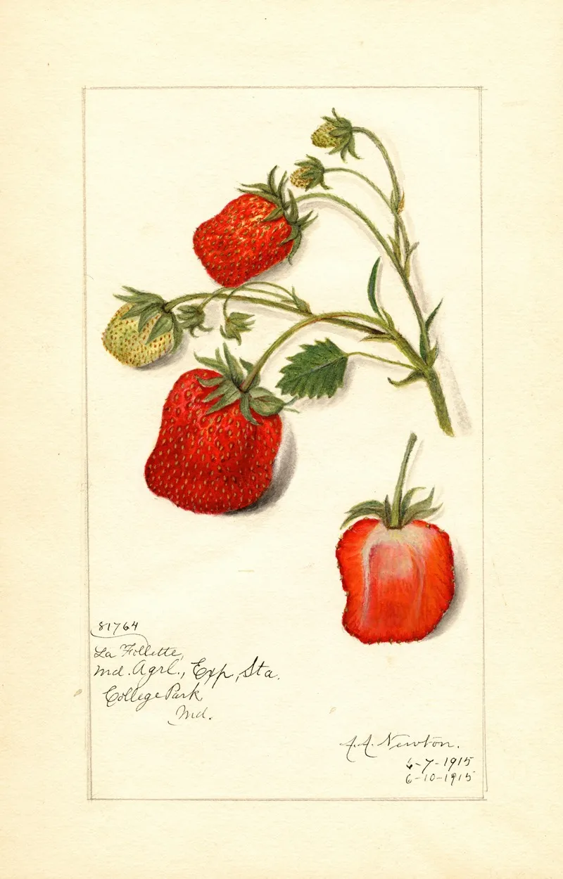 Fragaria La Follette