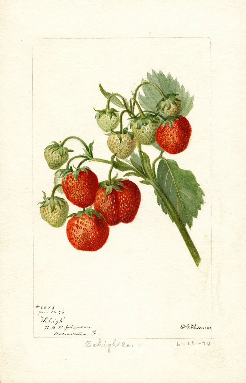 Fragaria Lehigh by Deborah Griscom Passmore - Canvas Print