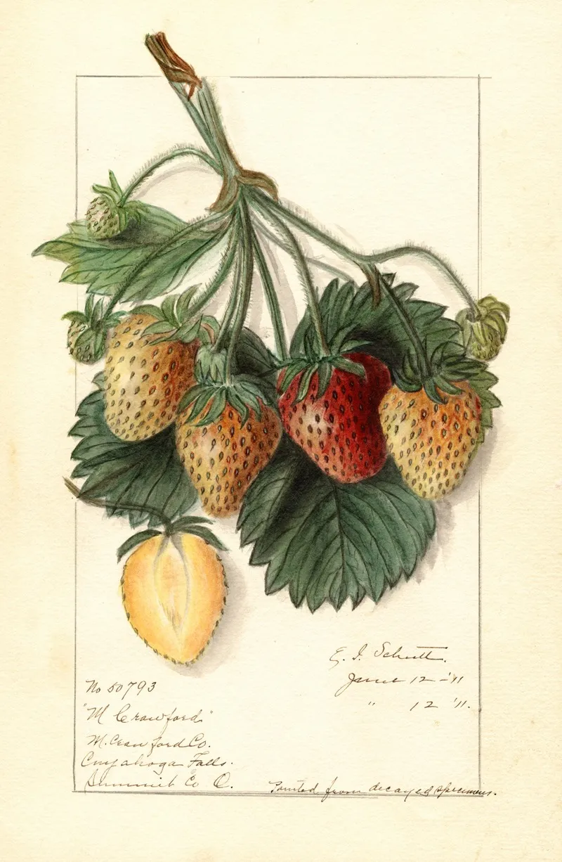 Fragaria M by Ellen Isham Schutt - Canvas Print