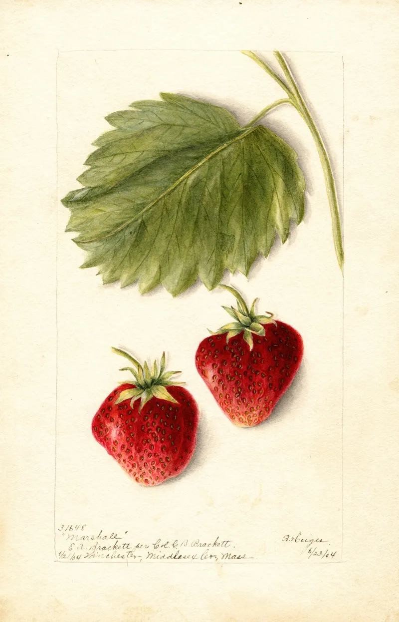 Fragaria Marshall 2 by Bertha Heiges - Canvas Print