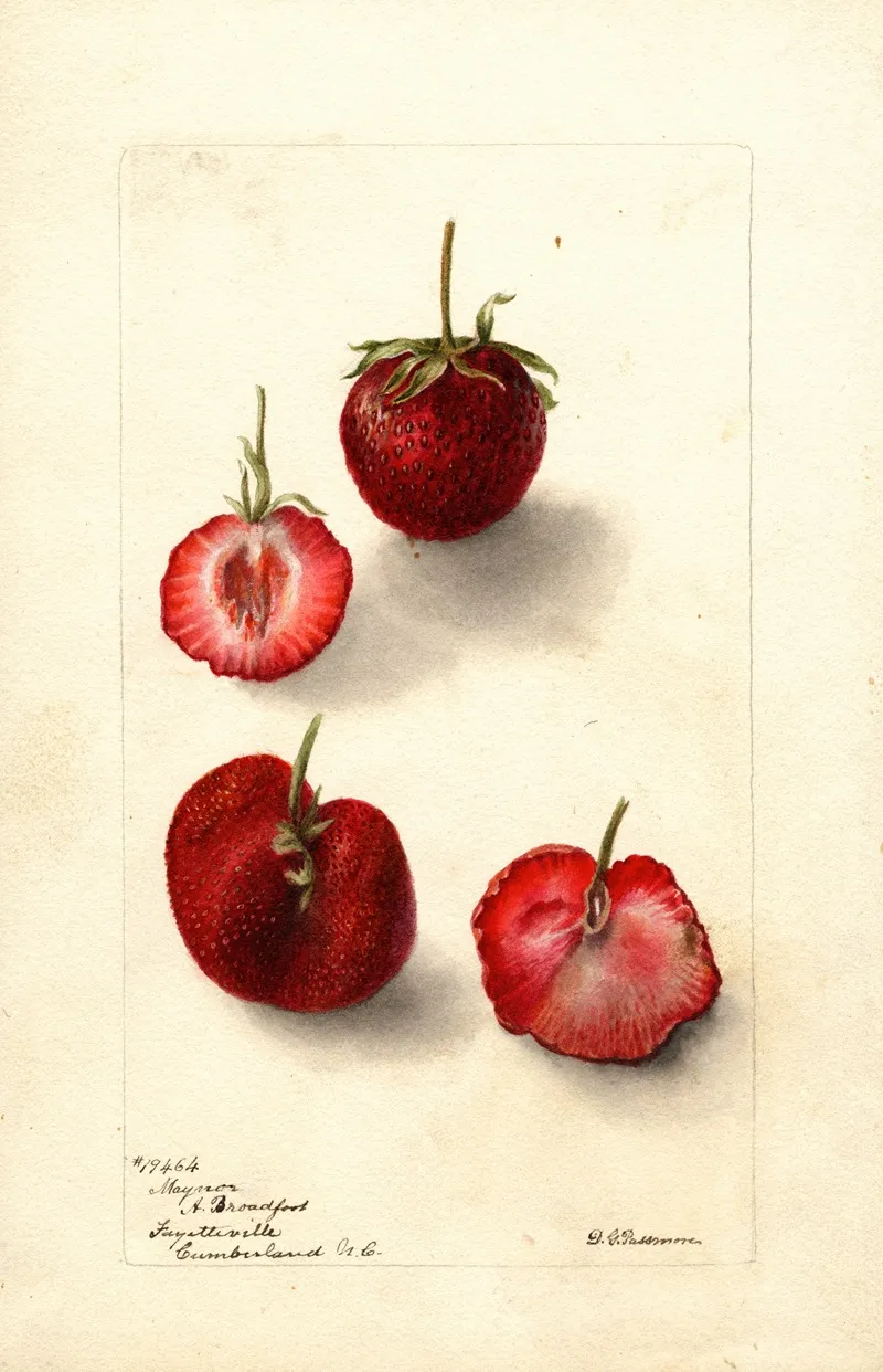 Fragaria Maynor by Deborah Griscom Passmore - Canvas Print