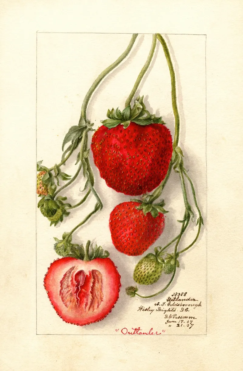 Fragaria Outlander 2 by Deborah Griscom Passmore - Canvas Print