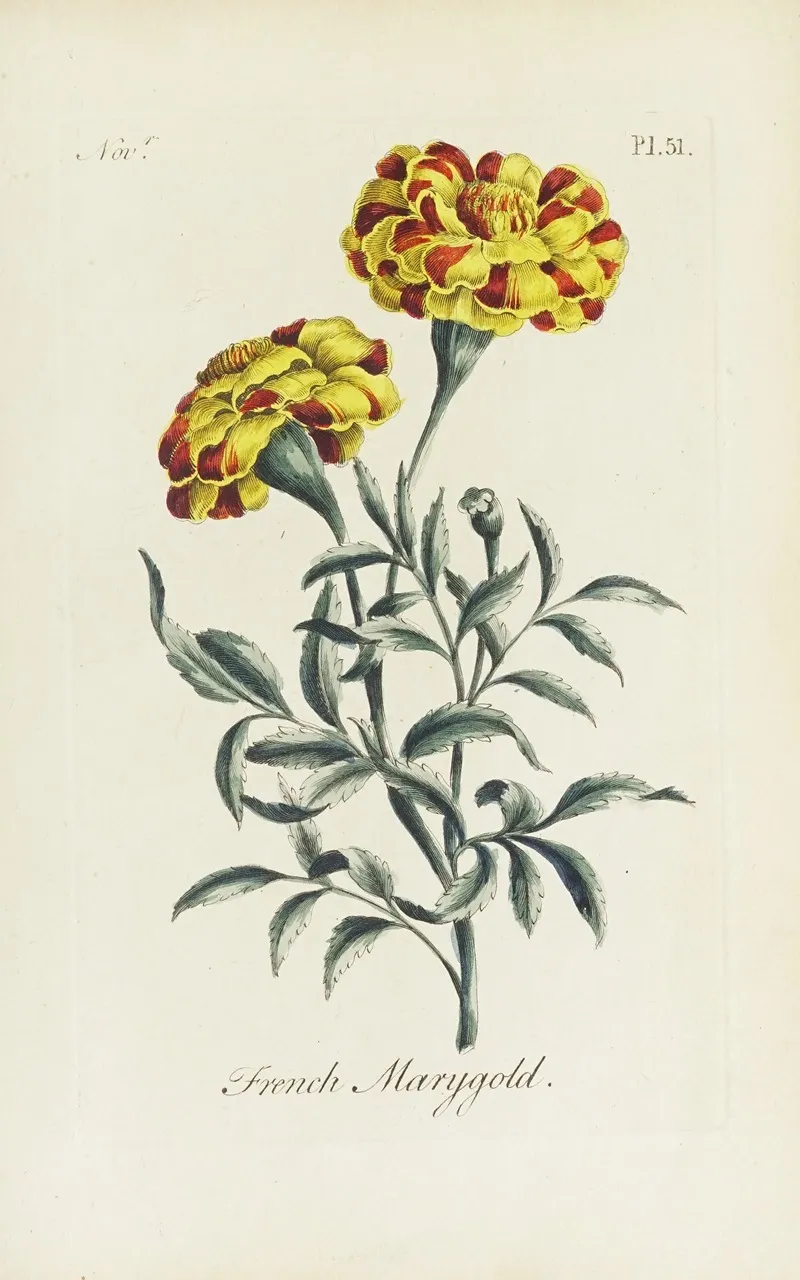 French Marygold by Carington Bowles - Canvas Print