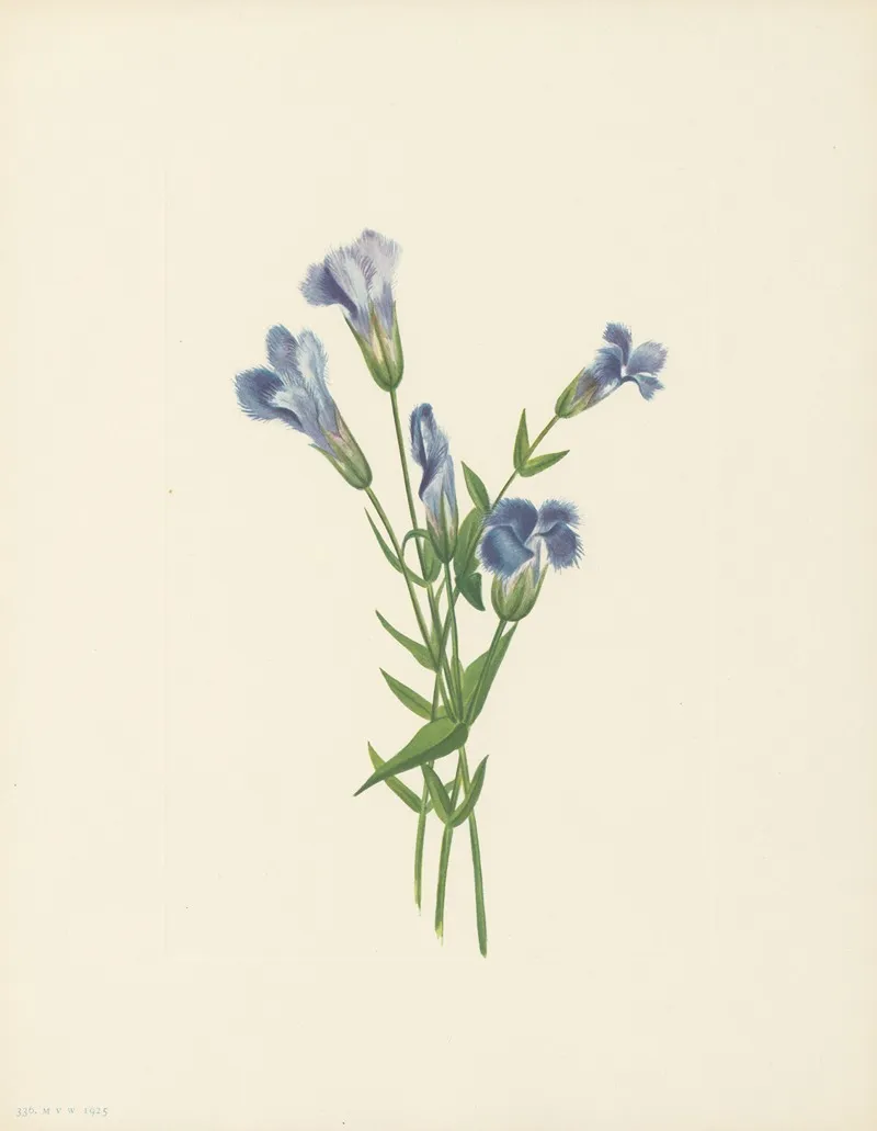 Fringed Gentian Gentiana Crinita 3