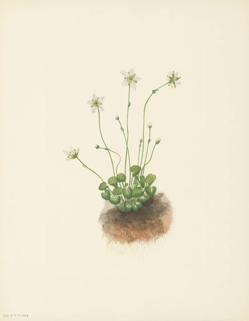 Fringed Parnassia Parnassia Fimbriata 3