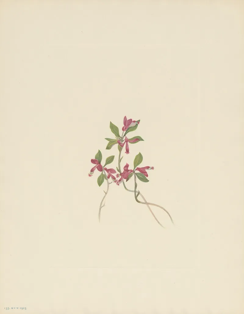 Fringed Polygala Polygala Paucifolia 3