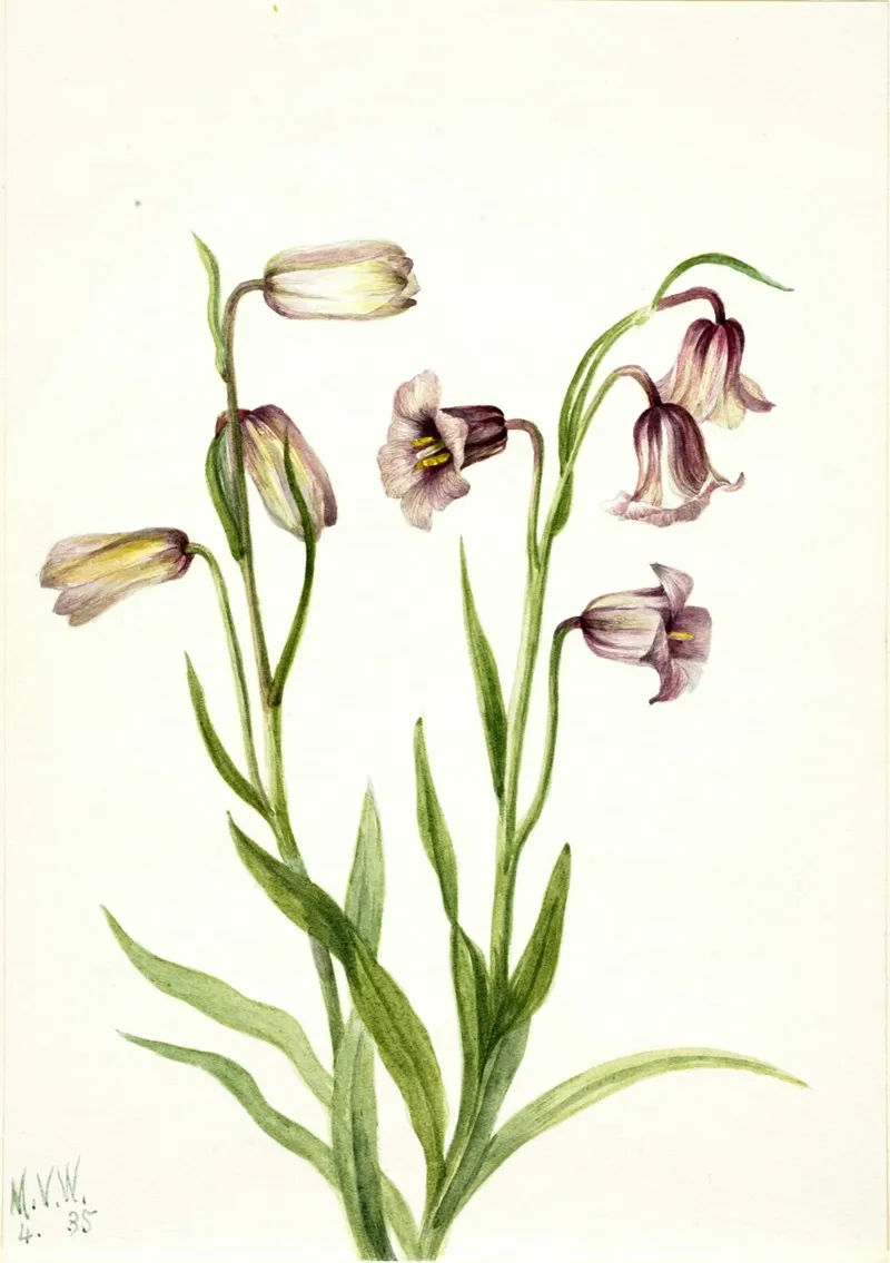 Fritillary Fritillaria Biflora