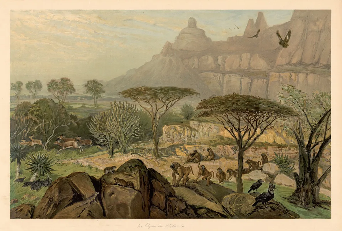 From The Highlands Of Abyssinia by August Specht - Canvas Print