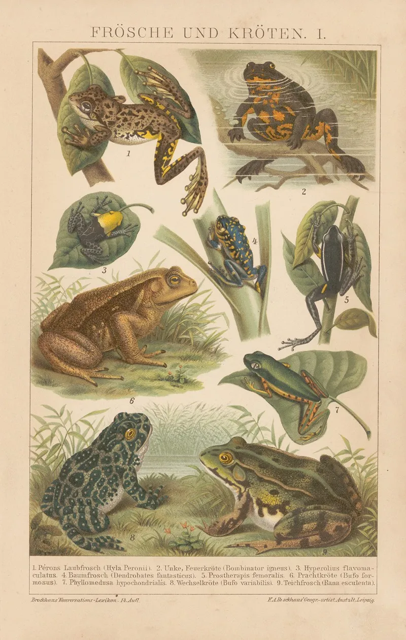 Frosche Und Kroten