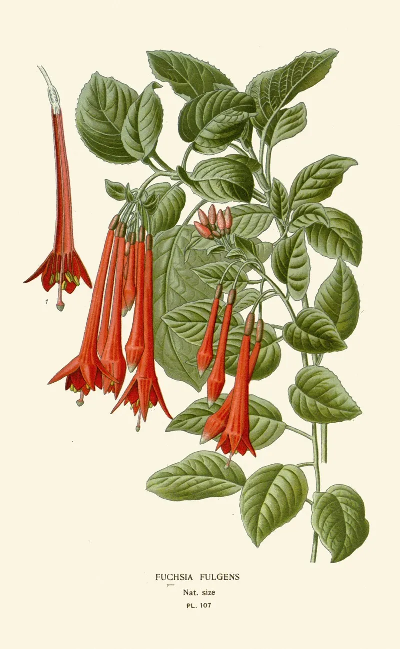 Fuchsia Fulgens by Edward Step - Canvas Print