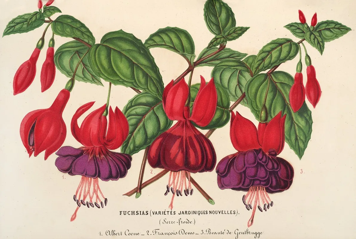 Fuchsia Varietes Jardiniques De