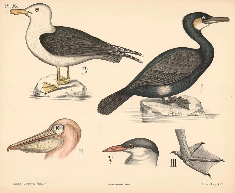 Fugle Honsefugle Og Pelikanfugle