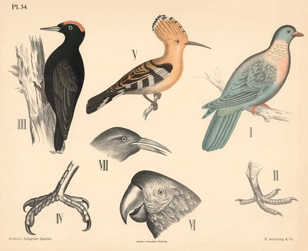 Fugle Spurvefugle Og Klatrefugle