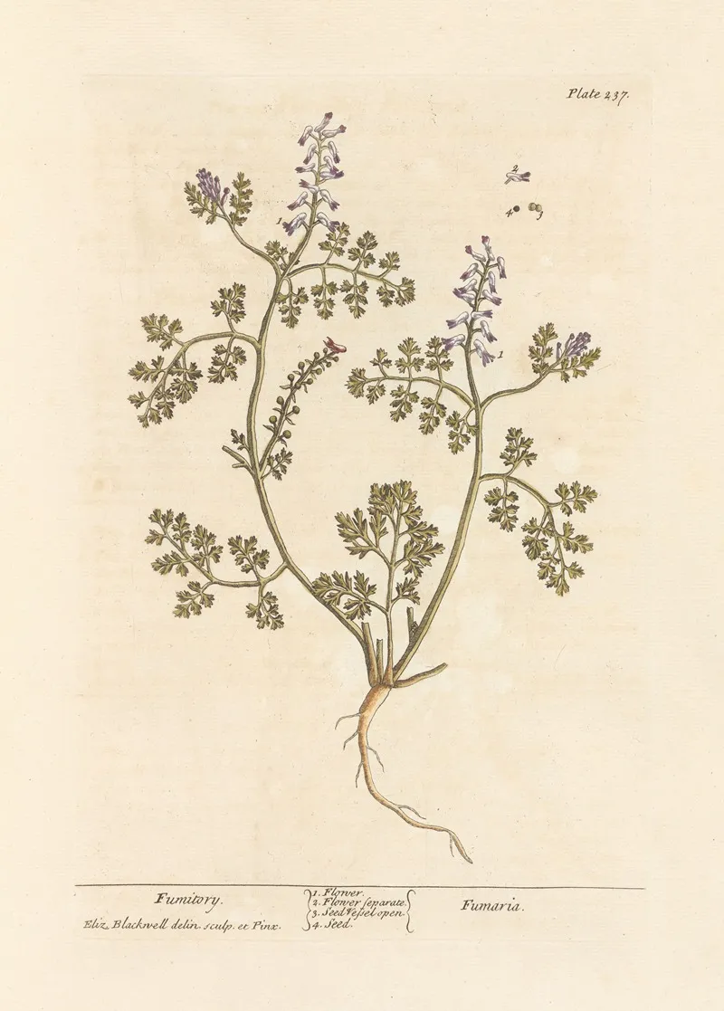 Fumitory