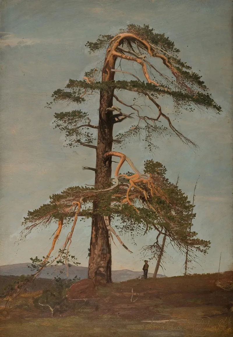 Furu Vingerasheia Telemark by Amaldus Nielsen - Canvas Print