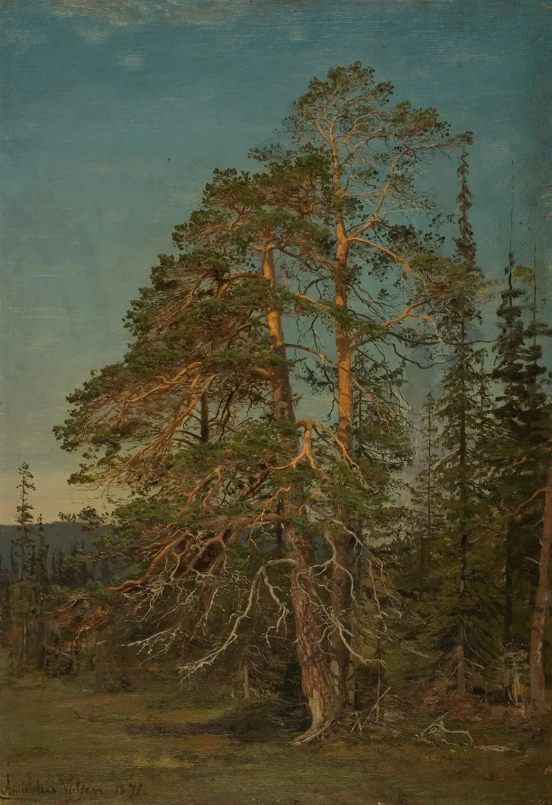 Furuer Levanger by Amaldus Nielsen - Canvas Print