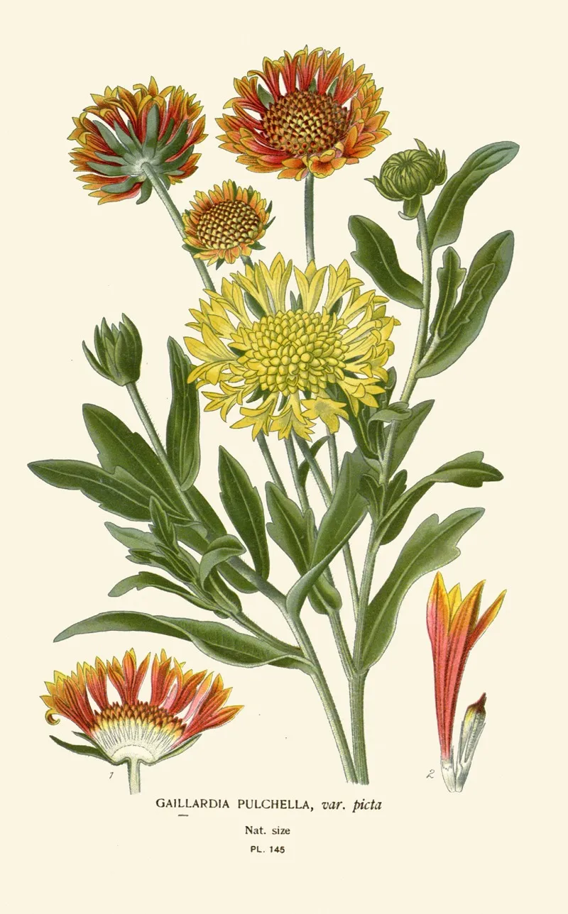 Gaillardia Pulchella by Edward Step - Canvas Print