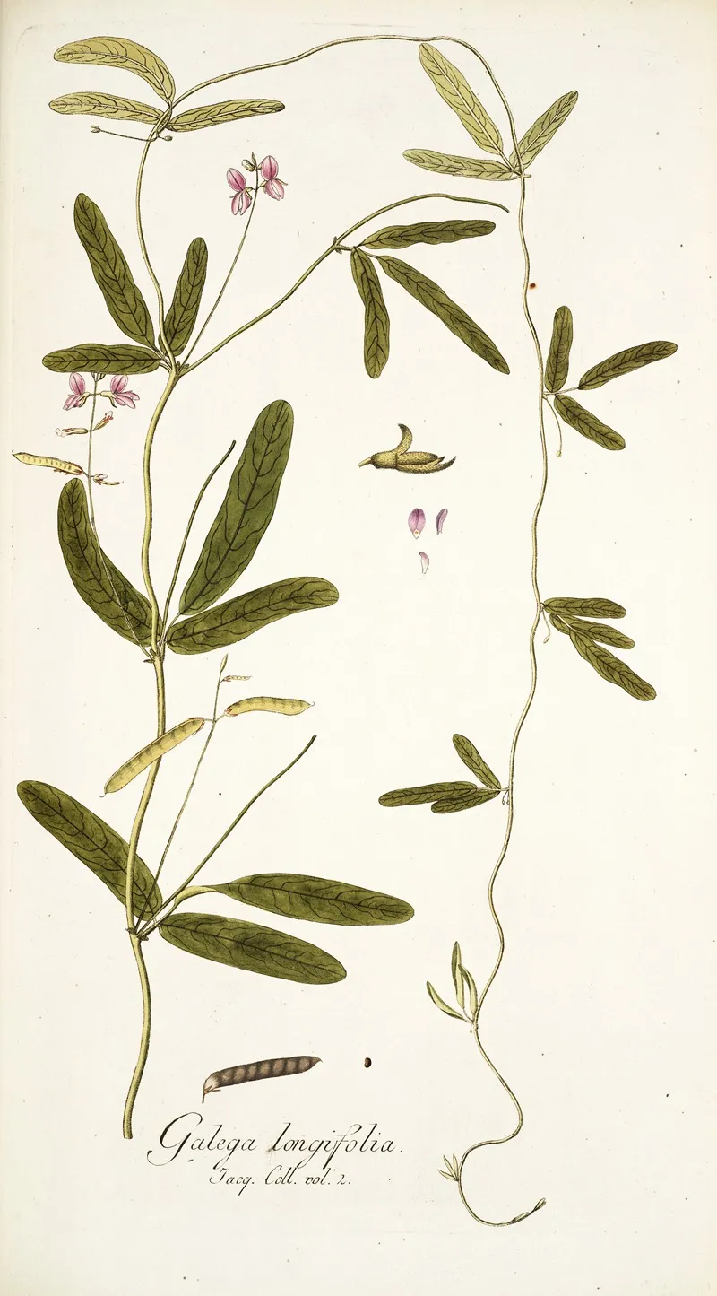 Galega Longifolia