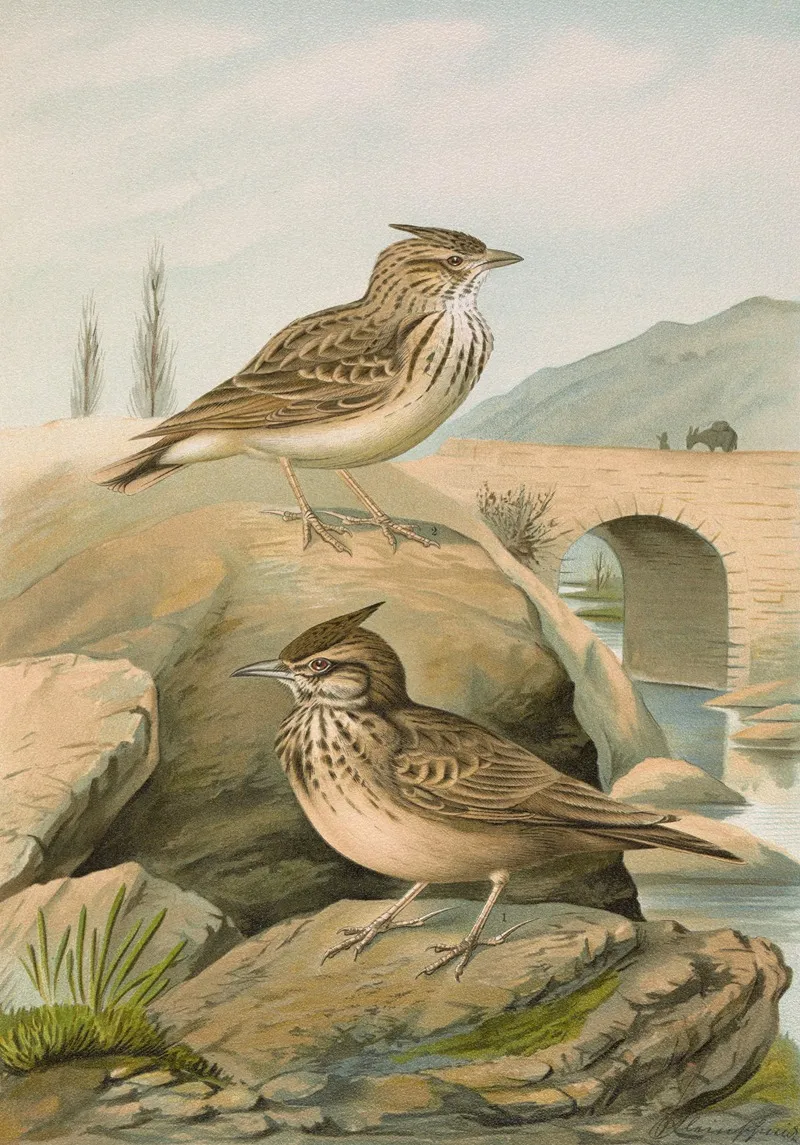 Galerida Cristata Galerida Theklae