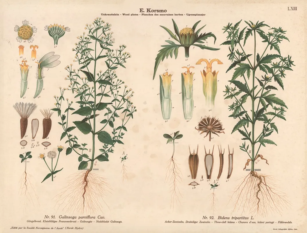 Gallant Soldier Three Cleft Bidens by Knut Quelprud - Canvas Print