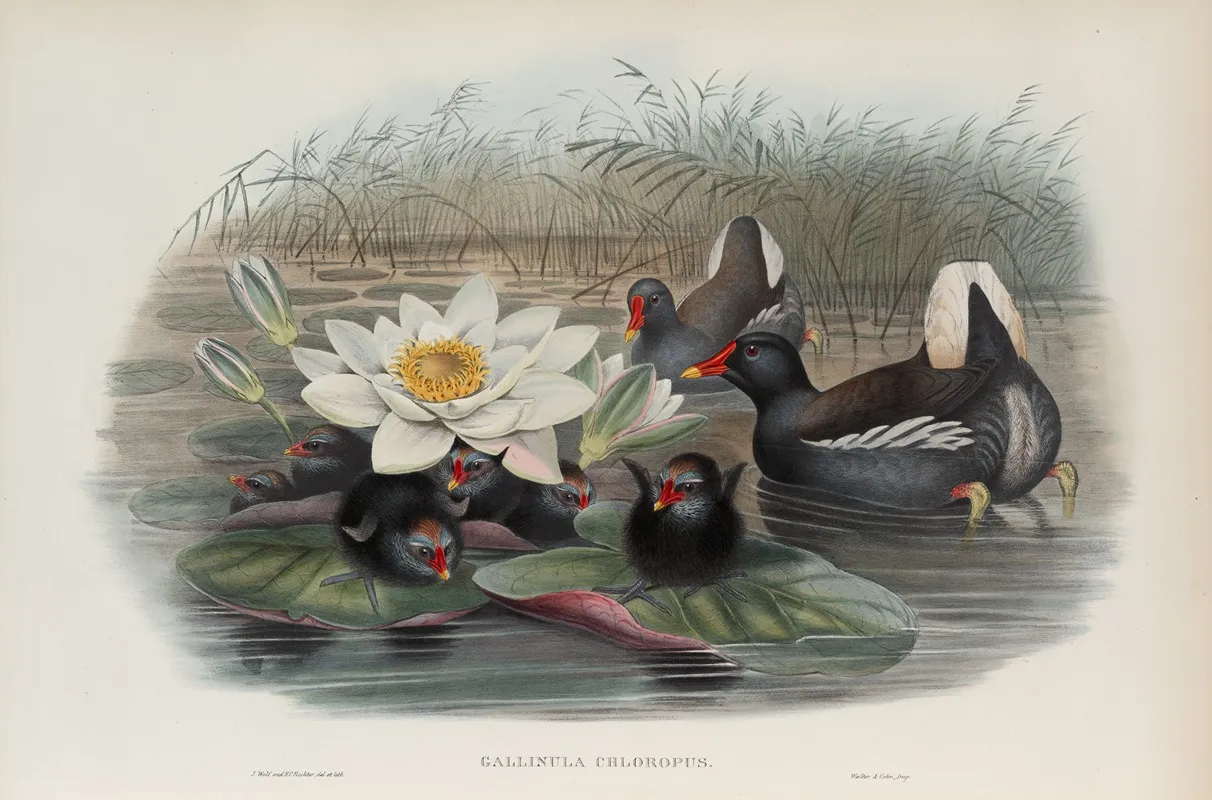 Gallinula Chloropus Moorhen
