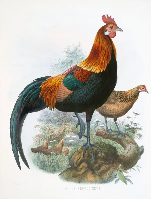 Gallus Ferrugineus 2 by Joseph Smit - Canvas Print