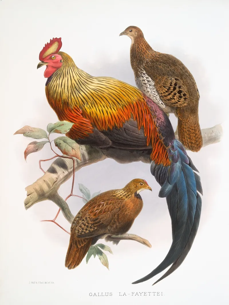 Gallus La Fayettei 2