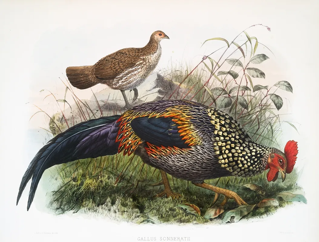 Gallus Sonneratii 2 by Joseph Smit - Canvas Print