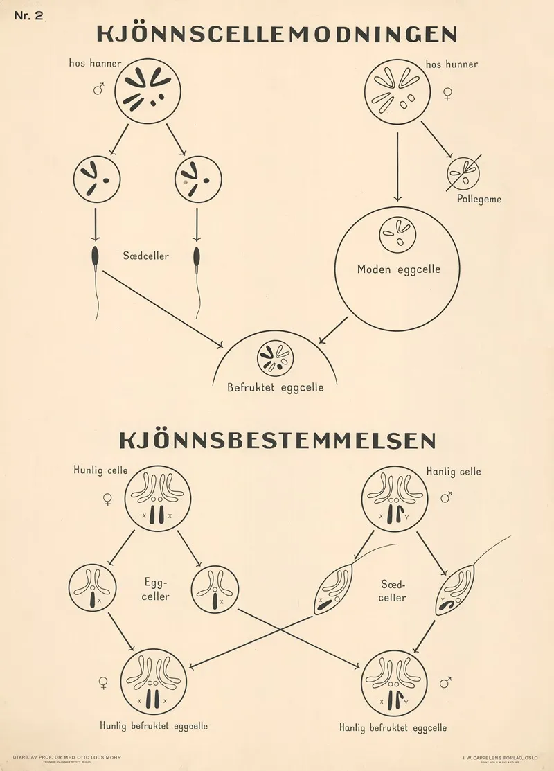 Gametogenesis Sex Determination