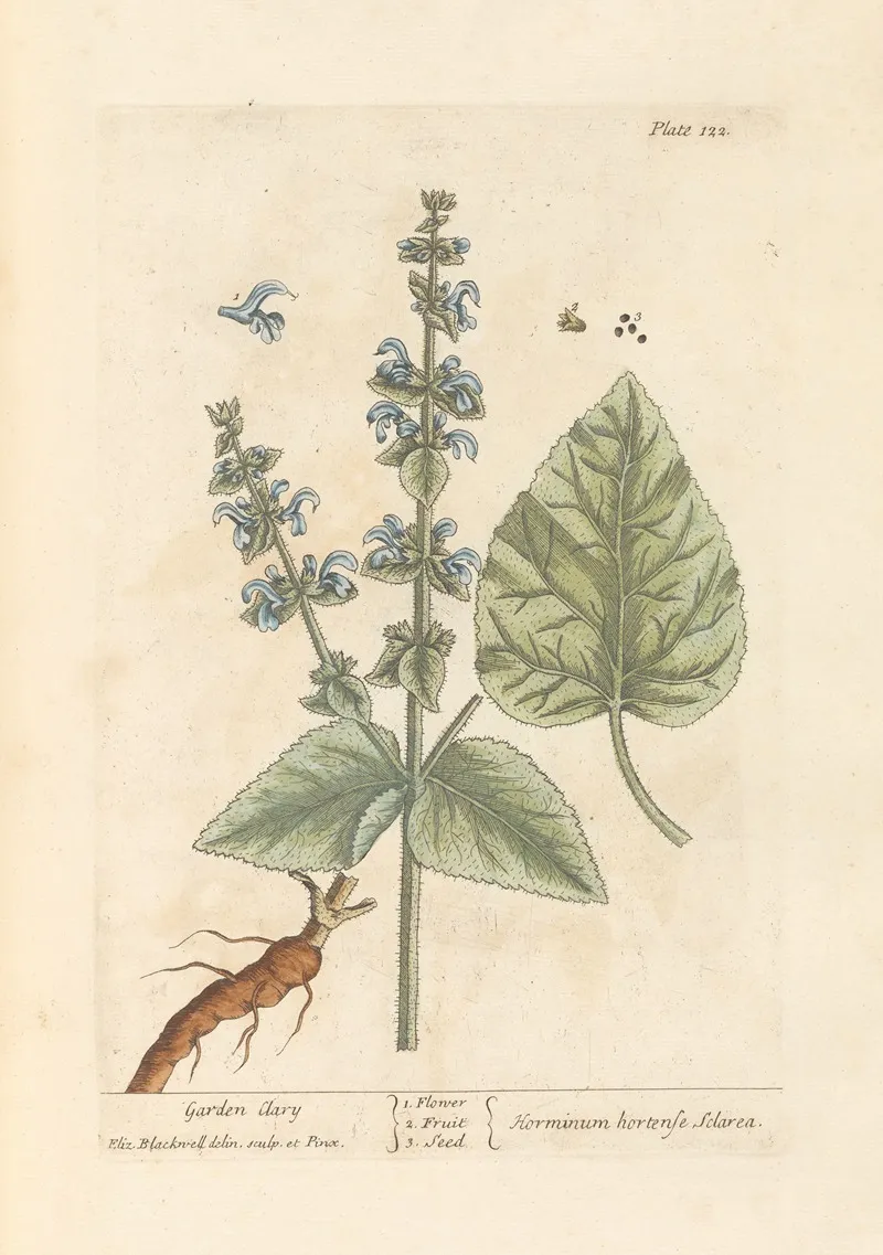 Garden Clary