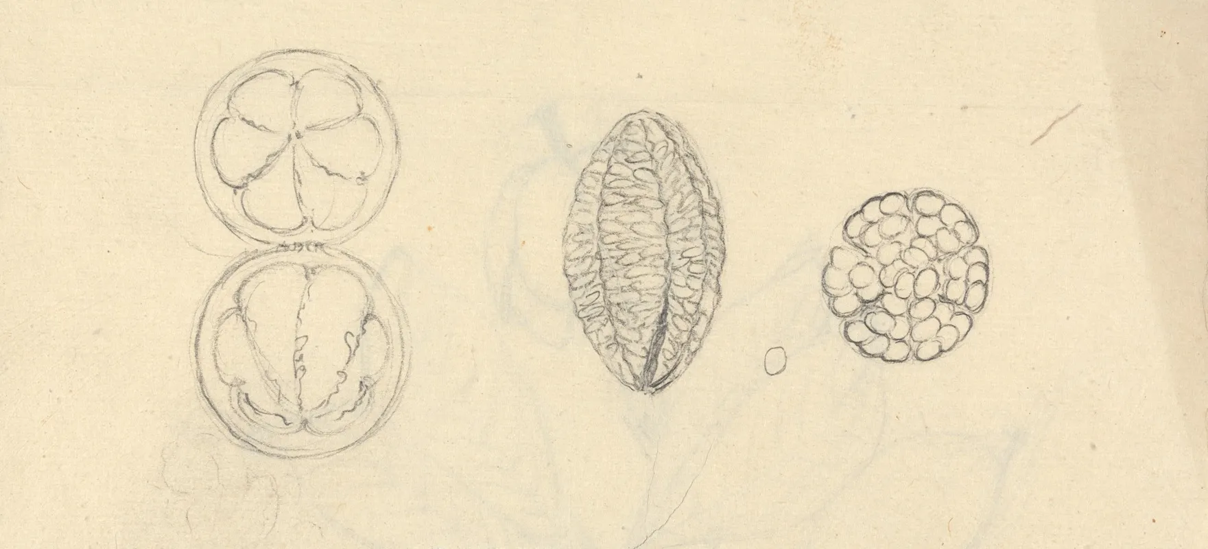 Gardenia Ternifolia by Luigi Balugani - Canvas Print