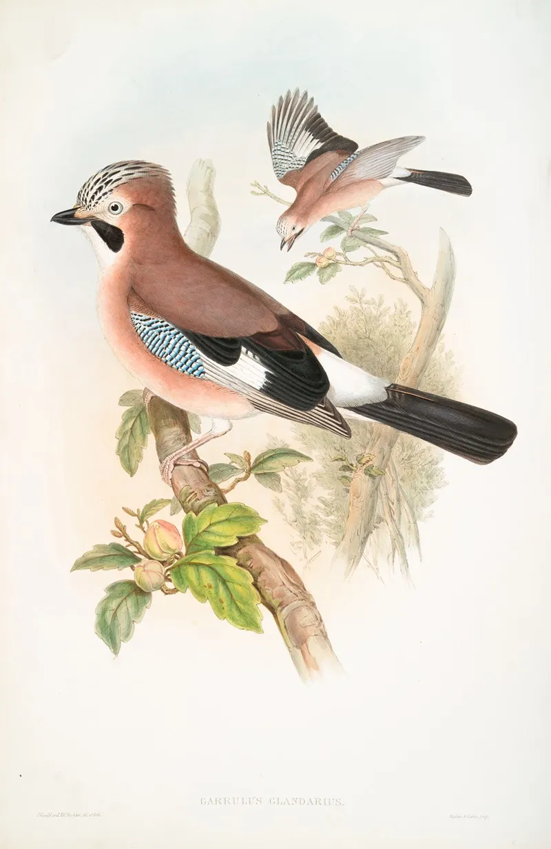 Garrulus Glandarius Jay by John Gould - Canvas Print